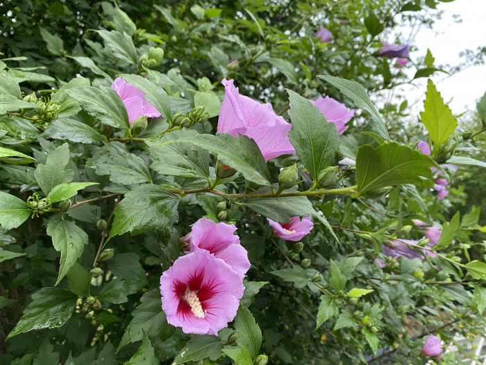 무궁화 - Rose of Sharon, Hibiscus syriacus L.