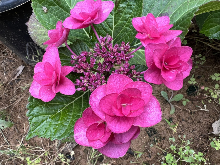수국 페어리 아이 - Hydrangea macrophylla Fairy Eye