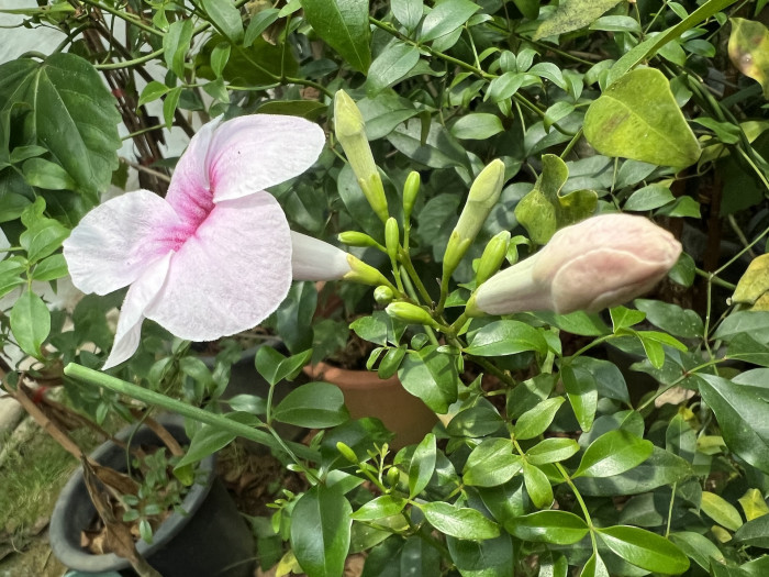 팬도르자스민 - bower vine, bower plant
