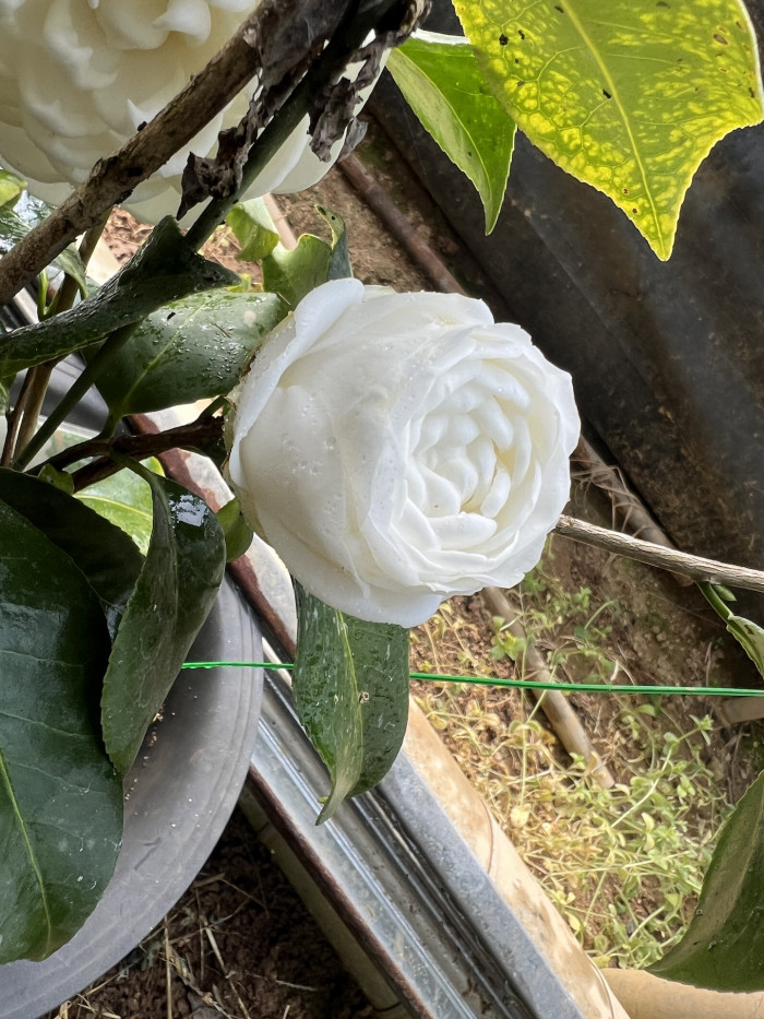 백동백나무 - Camellia Japonica