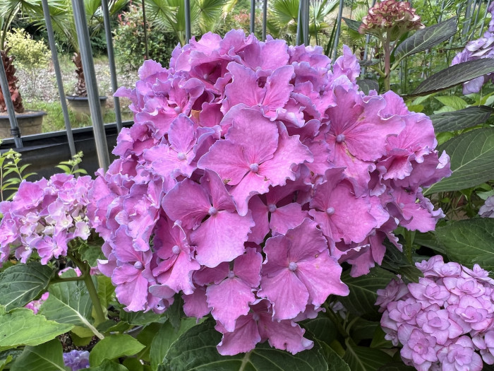 스파이크프릴 수국  - Hydrangea macrophylla Spike