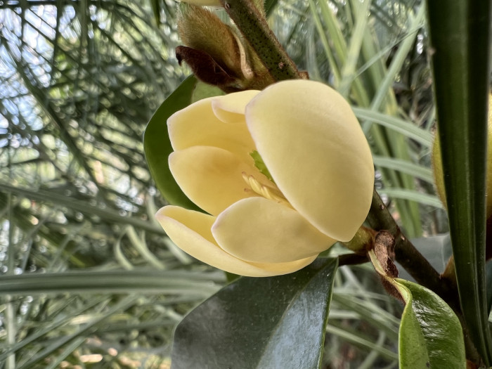 함소화 - Magnolia Figo