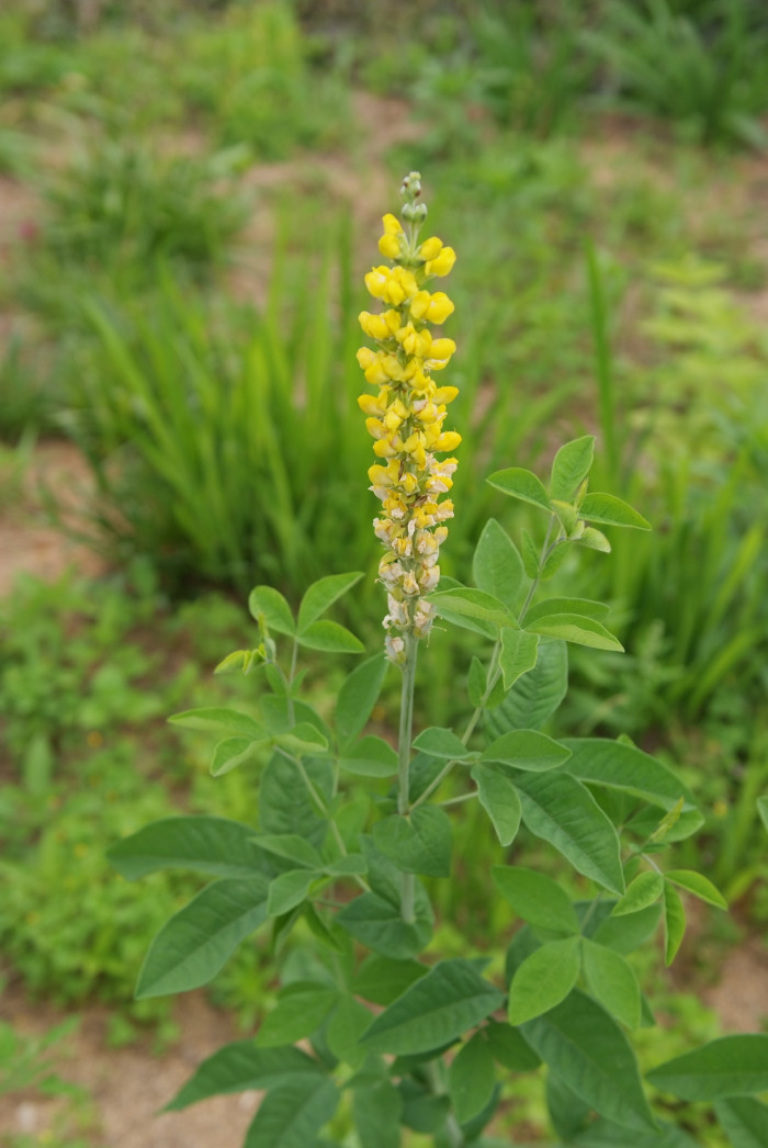 밥티시아 - False indico, Baptisia australis