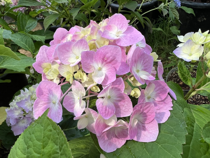렛츠댄스 빅밴드 수국 - Hydrangea macrophylla Big Band