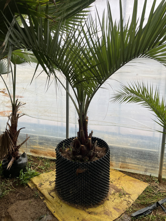 뷰티아야자 - Jelly palm