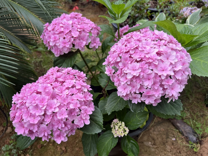 테마리 테마리 수국 - Hydrangea Macrophylla