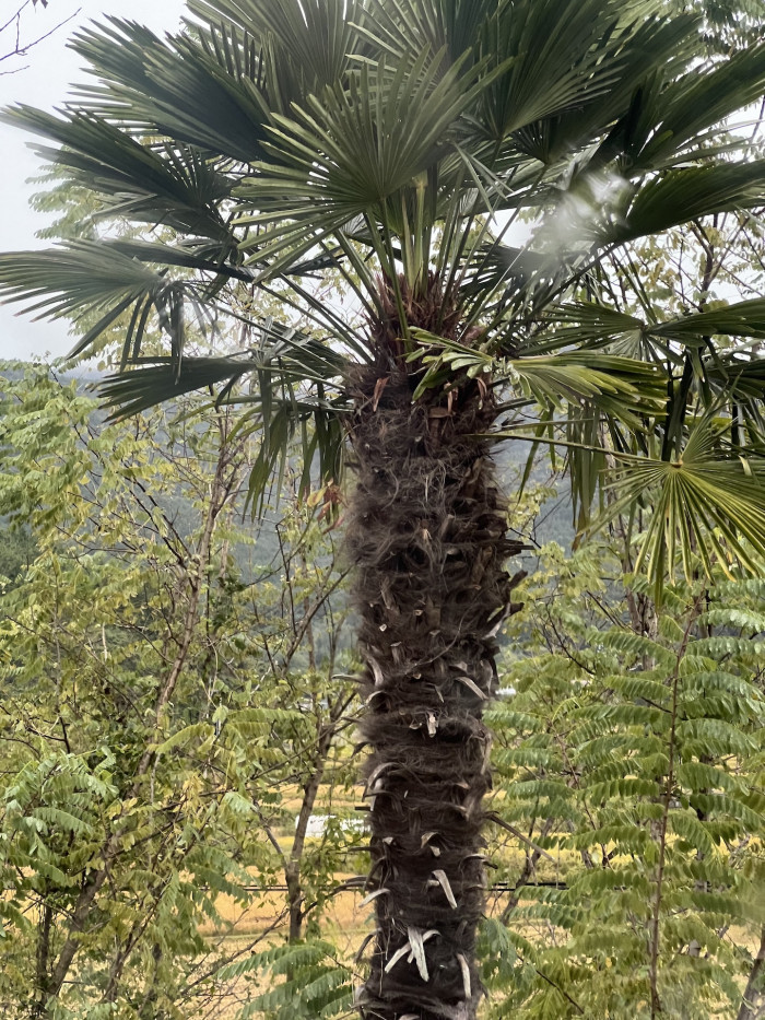 당종려 - Chinese windmill palm, windmill palm, Chusan palm