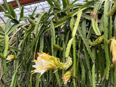 용과 사진 - Hylocereus Undatus Photos