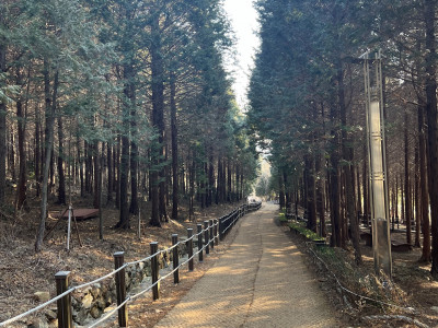 편백 사진 - Chamaecyparis obtusa (Siebold & Zucc.) Endl. Photos
