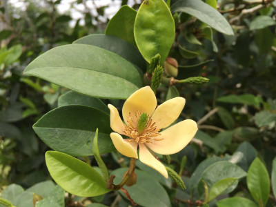 함소화 사진 - Magnolia figo Photos
