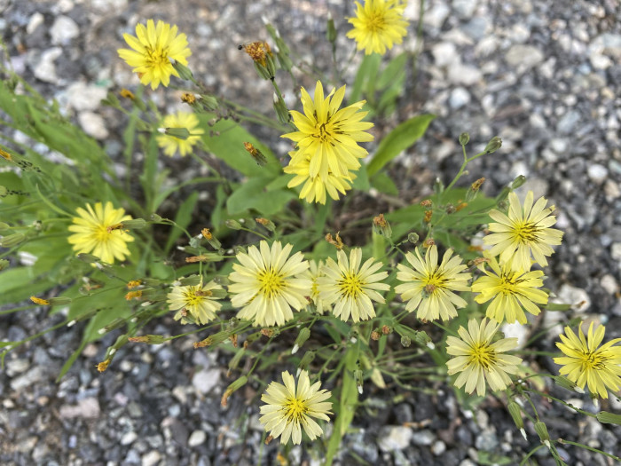 노랑선씀바귀 - Ixeris chinensis (Thunb.) Nakai