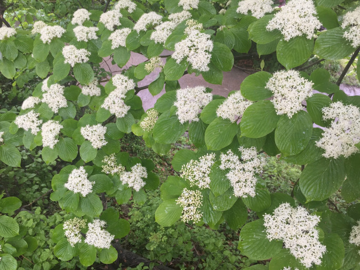 층층나무 - Giant Dogwood, Cornus controversa Hemsl. ex Prain
