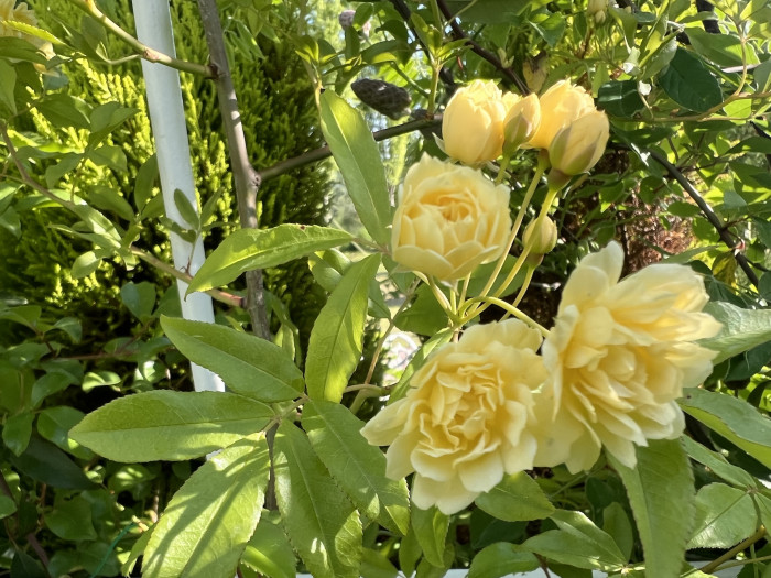 목향장미 - Rosa banksiae Lutea