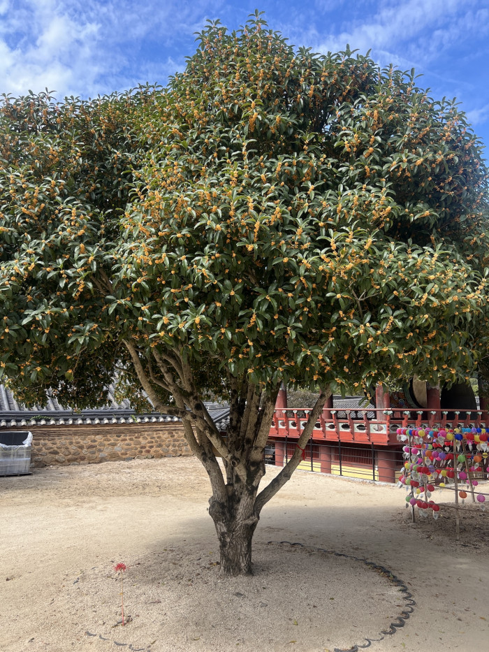 금목서 - Osmanthus Fragrans