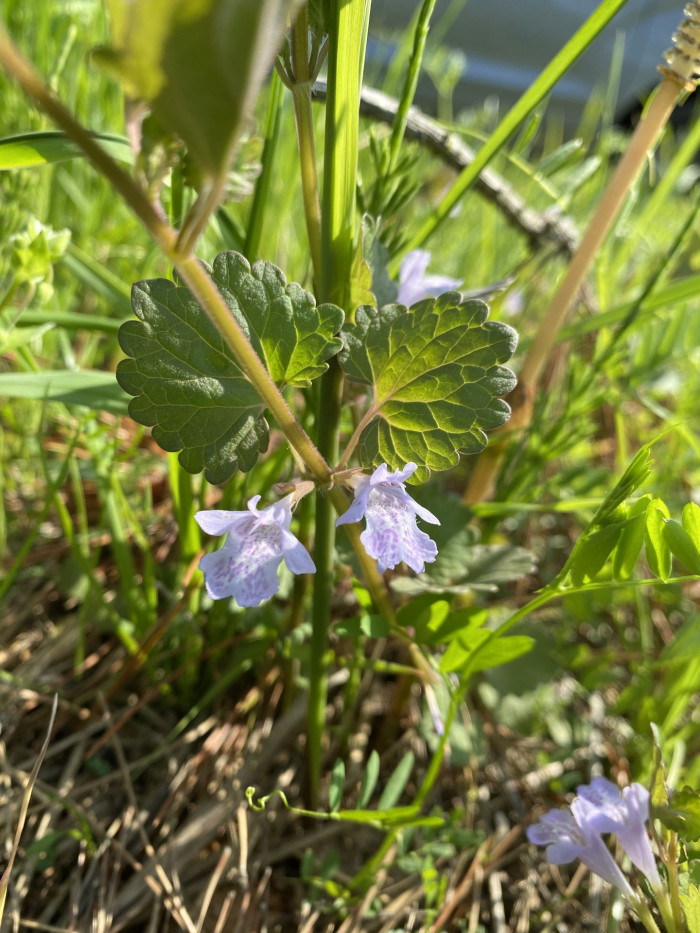 벌깨덩굴 - Meehania urticifolia