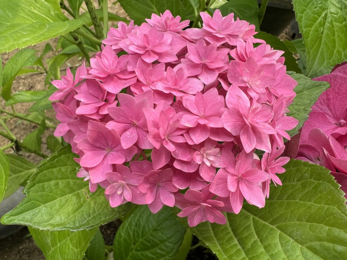 코이모노가타리 수국 - Hydrangea macrophylla Koimonogatari