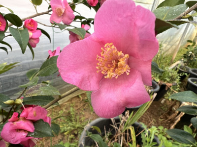 미나토노 아케보노 사진 