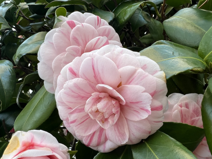 동백나무 - Camellia japonica L.