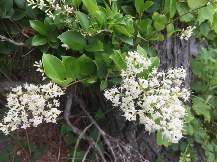 광나무 - Ligustrum japonicum Thunb. var. japonicum