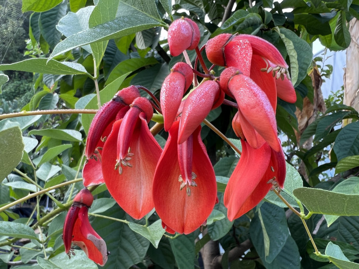 브라질 산호나무 - cockspur coral tree, Erythrina crista-galli L.