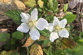 장딸기 - Rubus hirsutus Thunb.