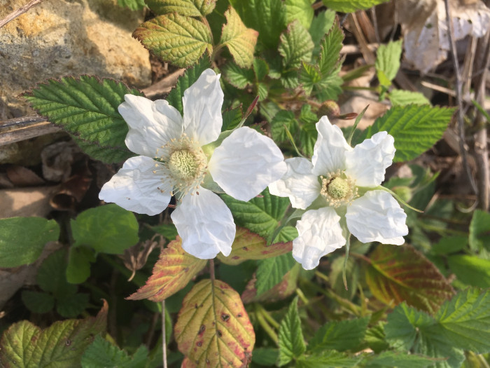 장딸기 - Rubus hirsutus Thunb.