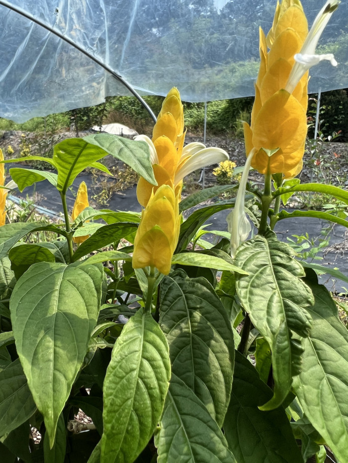 노란새우꽃 - Yellow shirmp plant, Pachystachys lutea Nees