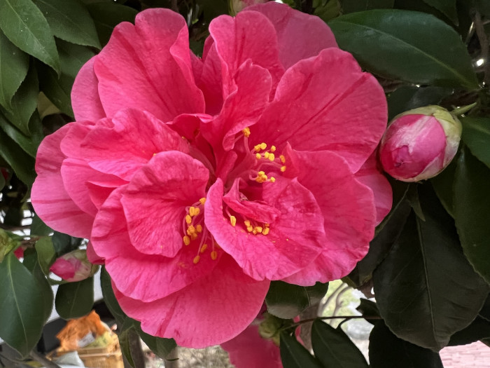동백나무 - Camellia japonica L.