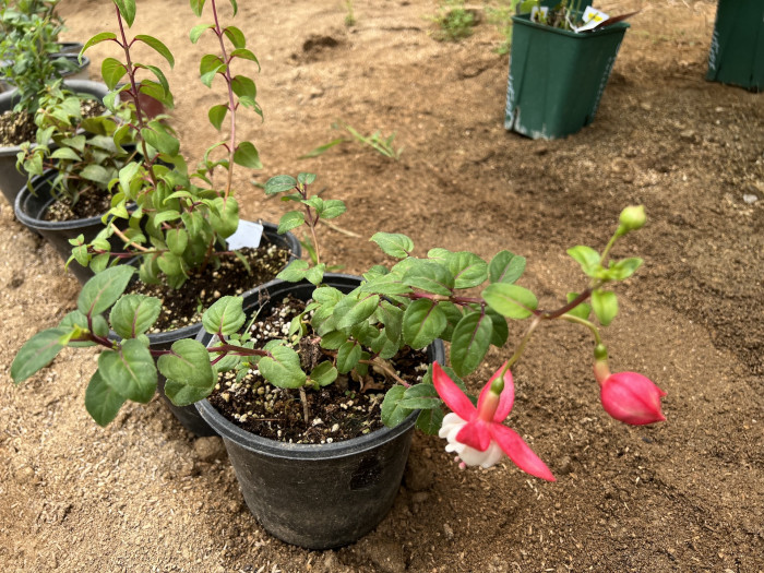후쿠시아 - Common garden fuchsia