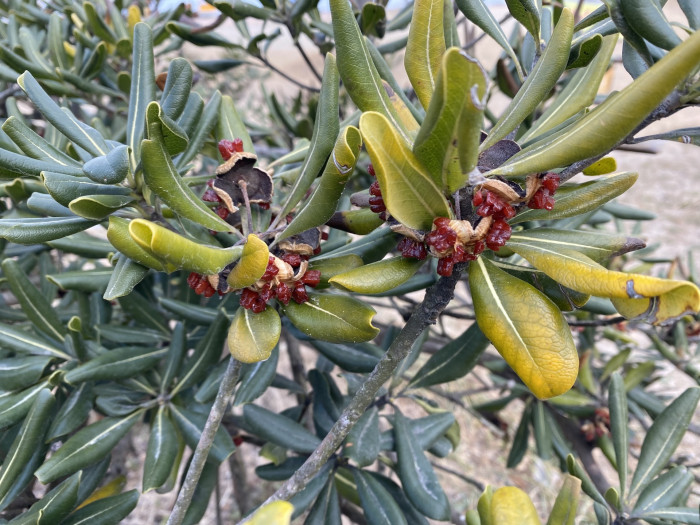 돈나무 - Pittosporum tobira (Thunb.) W.T.Aiton
