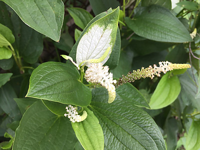 삼백초 사진 - Saururus chinensis (Lour.) Baill. Photos