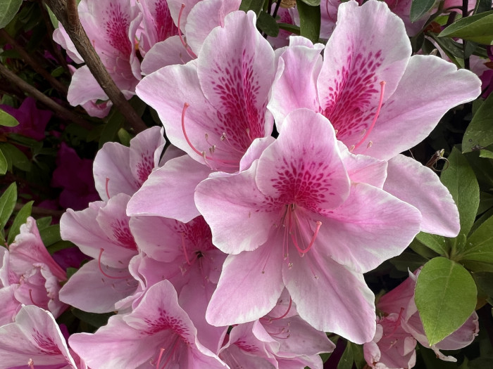 철쭉 풀크럼 - Rhododendron pulchrum