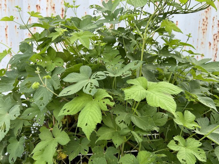 환삼덩굴 - Humulus japonicus Sieboid & Zucc.