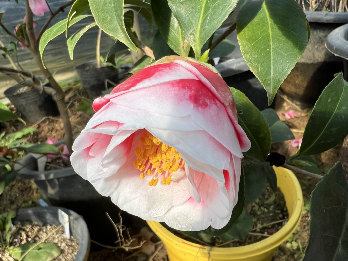 동백나무 - Camellia Japonica