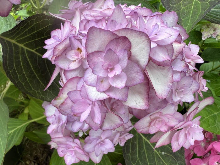 미스사오리 수국 - Hydrangea Macrophylla
