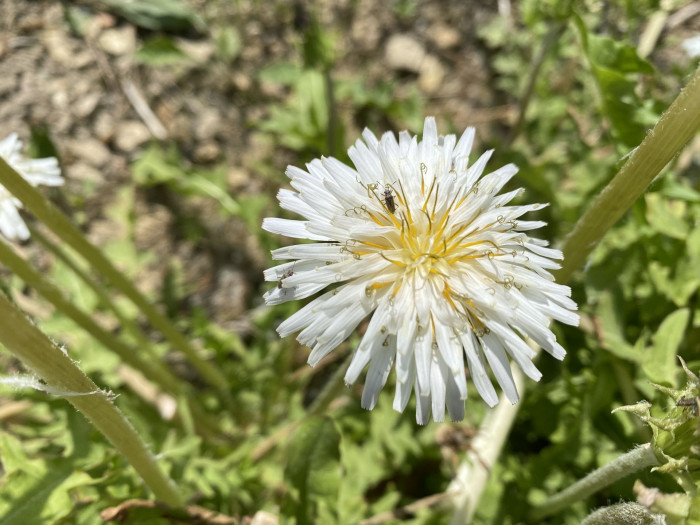 흰민들레 - Taraxacum coreanum Nakai