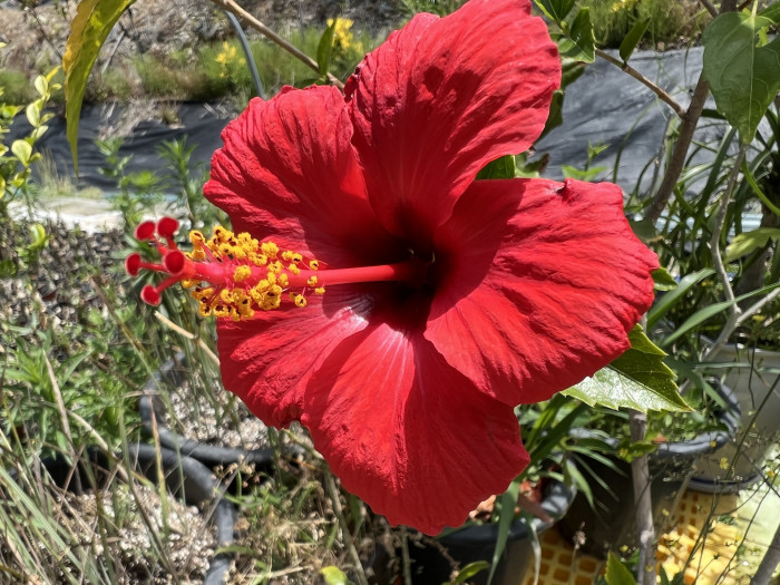 하와이무궁화 - hawaiian hibiscus, Hibiscus rosa-sinesis L.