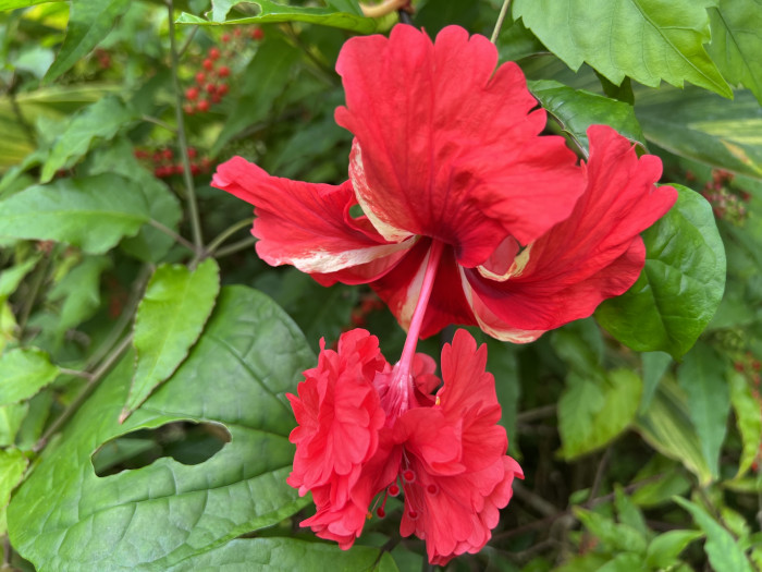 하와이무궁화 - hawaiian hibiscus, Hibiscus rosa-sinesis L.
