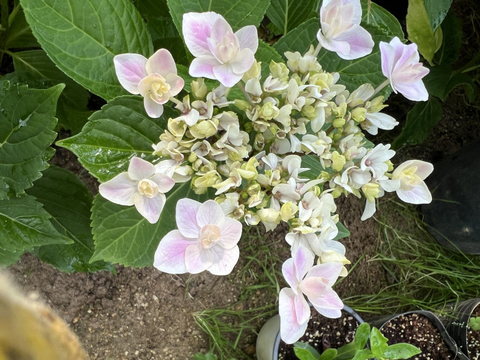 은하 수국 - Hydrangea macrophylla Ginga