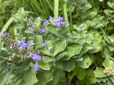 순비기나무 사진 - Vitex rotundifolia L.f. Photos