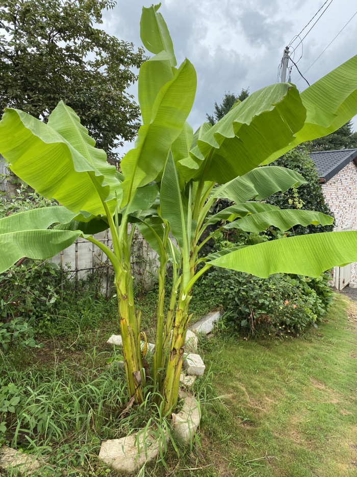 파초 - Japanese banana, Japanese fibre banana, hardy banana, Musa basjoo Siebold & Zucc.