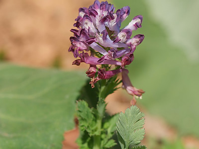 자주괴불주머니 사진 - Corydalis incisa (Thunb.) Pers. Photos