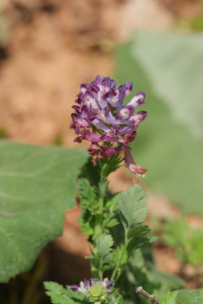 자주괴불주머니 - Corydalis incisa (Thunb.) Pers.