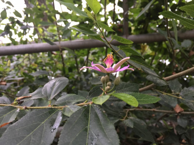 수련목 사진 - Grewia occidentalis Photos