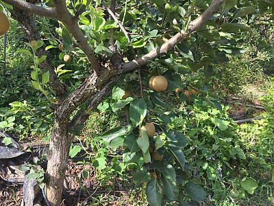 배나무 사진 - Pyrus pyrifolia var.culta Photos