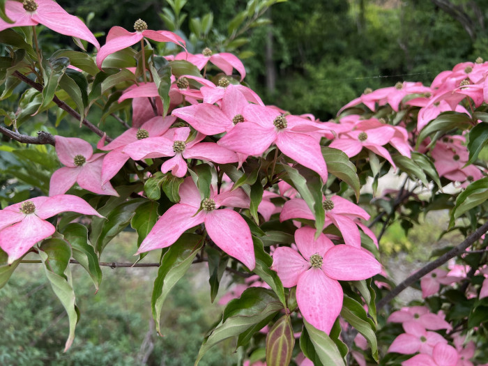 산딸나무 - Cornus Kousa 