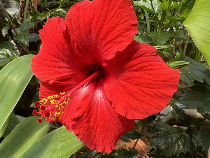 하와이무궁화 - hawaiian hibiscus