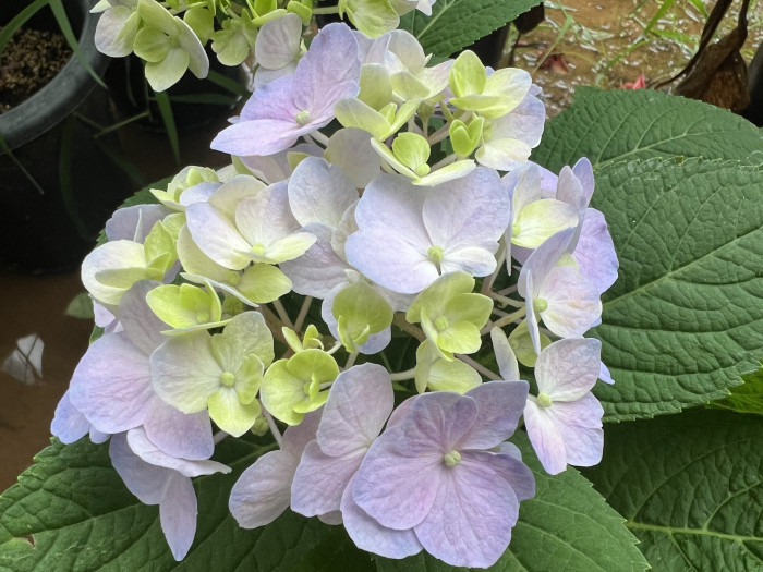 렛츠댄스 스카이뷰 수국 - Hydrangea macrophylla SKY VIEW