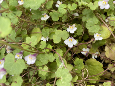 덩굴해란초 사진 - Cymbalaria muralis P. Gaertn., B. Mey. & Scherb. Photos