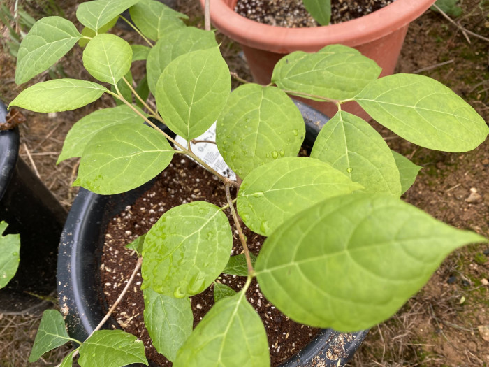 자주받침꽃 - Calycanthus fertilis